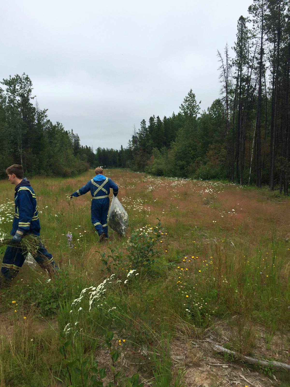 Crew hand-pulling noxious weeds along a cutline in Northeast BC