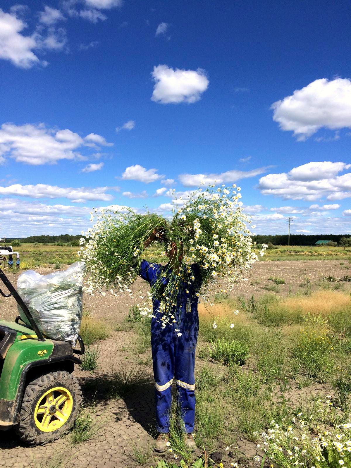 Worker carrying a bundle of hand-pulled oxeye daisy at a lease site